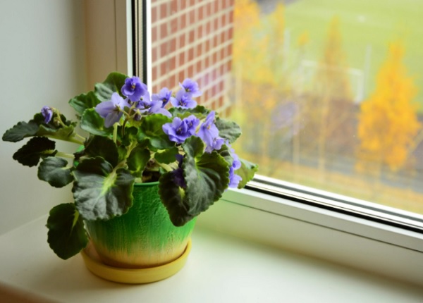 Сенполия на окне