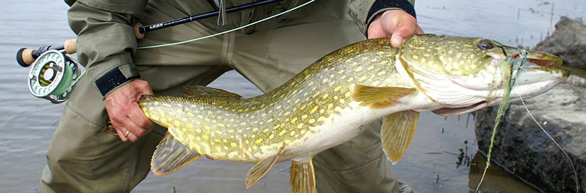 Прогноз и график клёва щуки