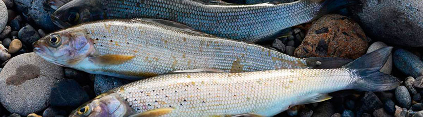 Прогноз и график клёва хариуса