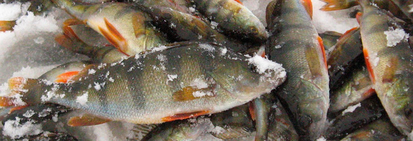 Прогноз и график клёва окуня