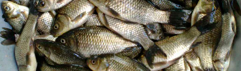 Прогноз и график клёва карася