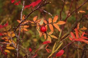 Приметы в октябре о растениях
