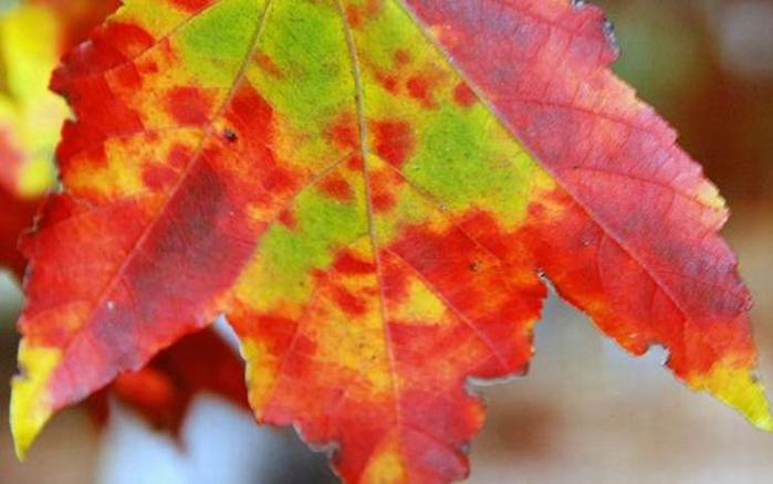 Какая будет зима? Народные приметы о погоде зимой