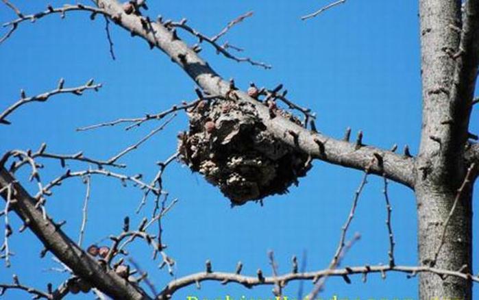 Какая будет зима? Народные приметы о погоде зимой