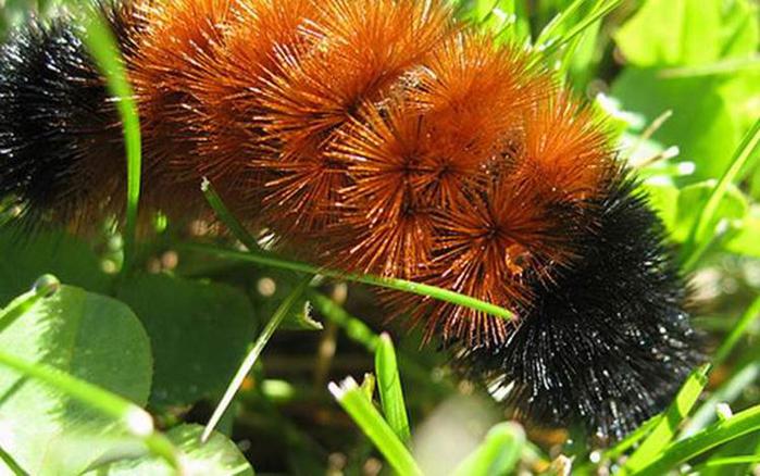 Какая будет зима? Народные приметы о погоде зимой