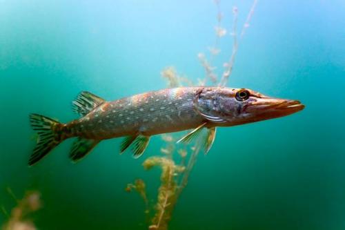 Какую погоду предсказывают рыбы. Прогнозы рыб