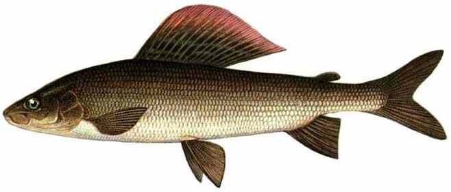 Рыба «Хариус»