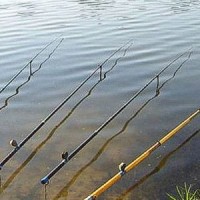 Когда лучше всего клюет плотва?