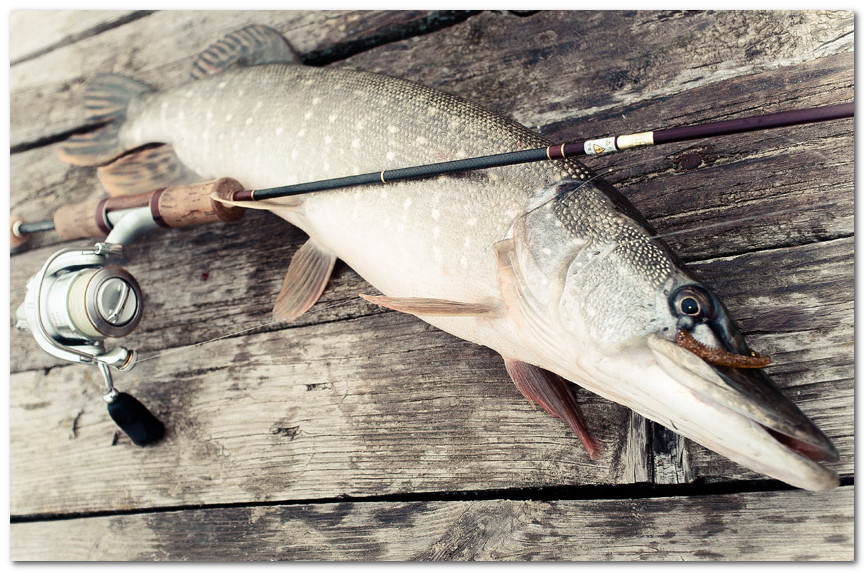 Щука на деревянном мостике