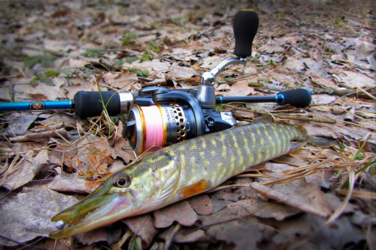 Небольшая щука на осенних листьях