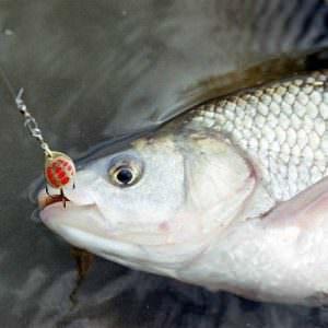 Лещ на крючке