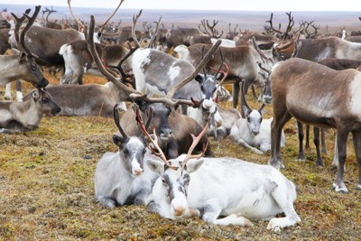Стадо северных оленей