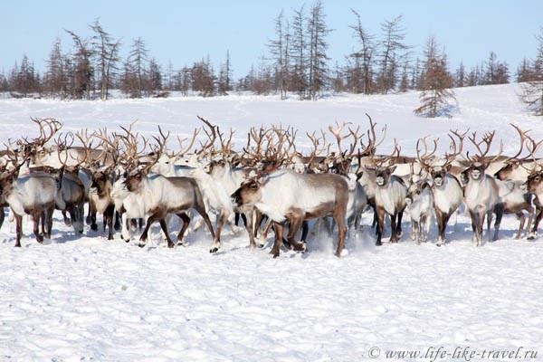 Стадо северных оленей