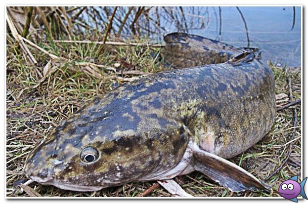 налим на донку