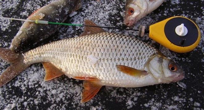 Мормышки для плотвы