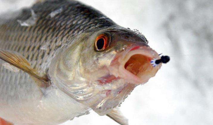 Плотва на мормышку