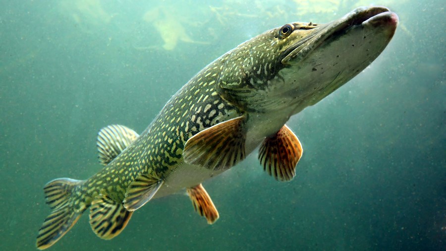 Ловля щуки осенью