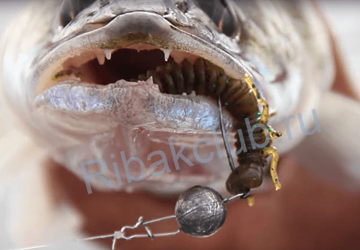 Ловля судака в аномально жаркую погоду