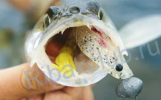 Ловля судака