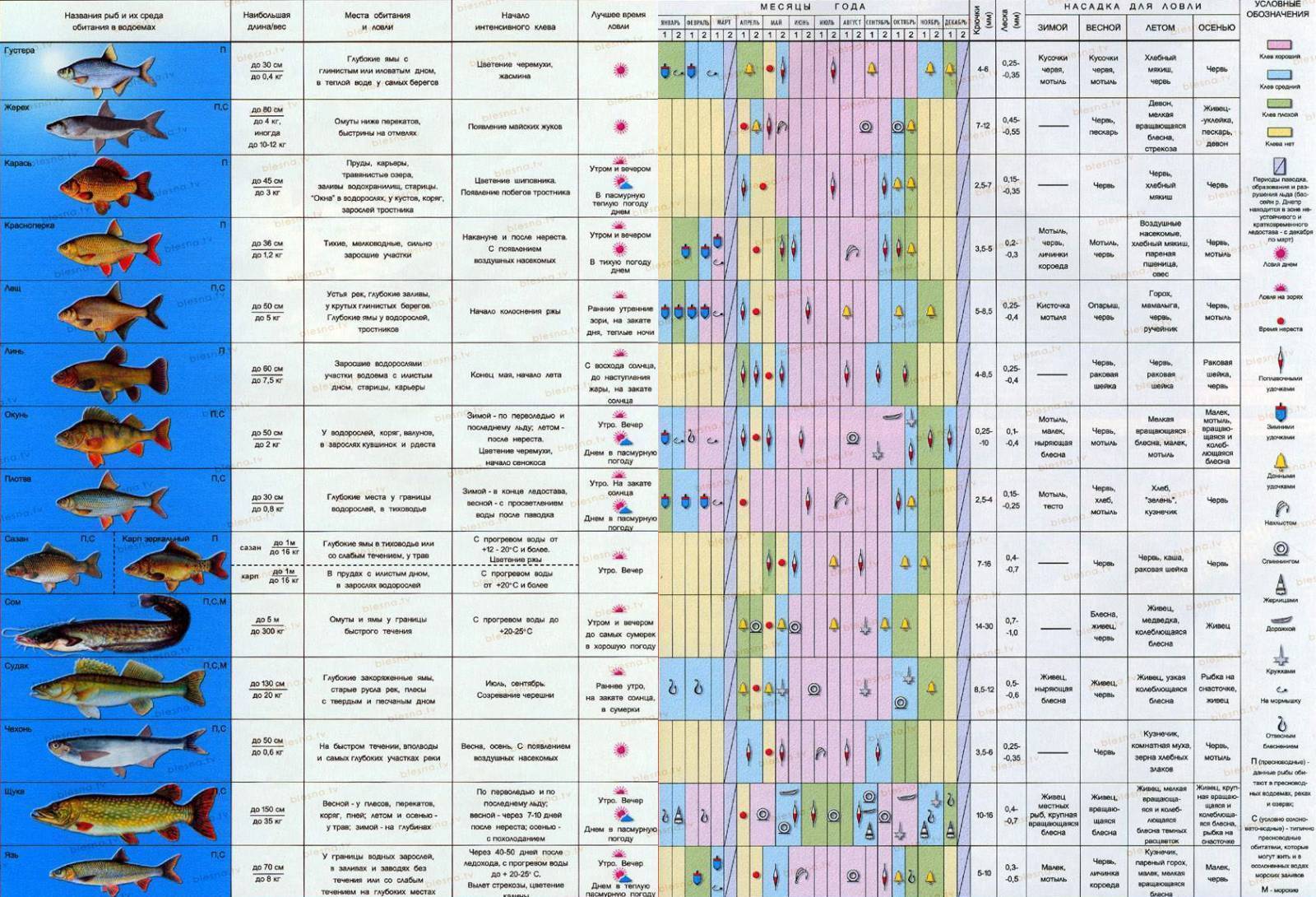 Ловля карпа: как правильно ловить, в какую погоду лучше клюет, особенности рыбалки
