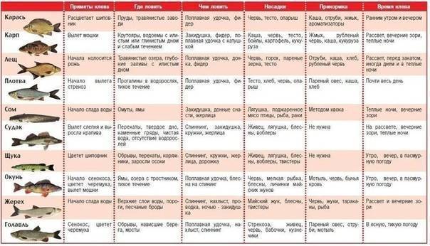 В какое время суток ловить рыбу