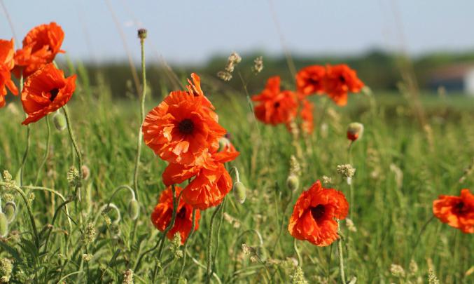 приметы мая