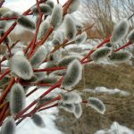 Когда святить вербу в 2021 году?