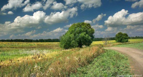 Природа в августе