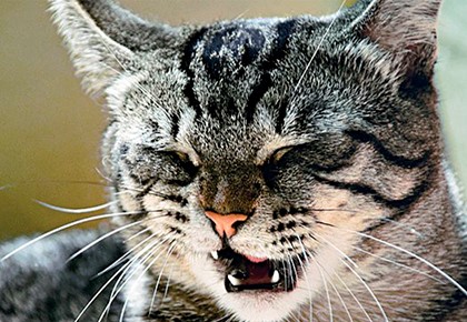 кот жмурится