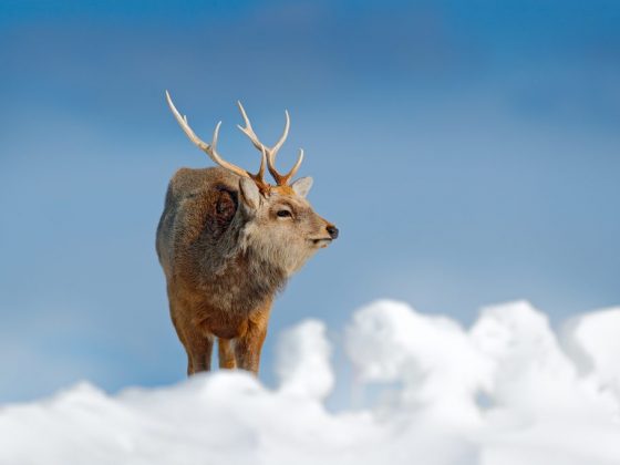 Олени ведут себя беспокойно перед ненастьем