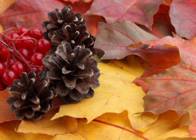 народные приметы связанные с растениями