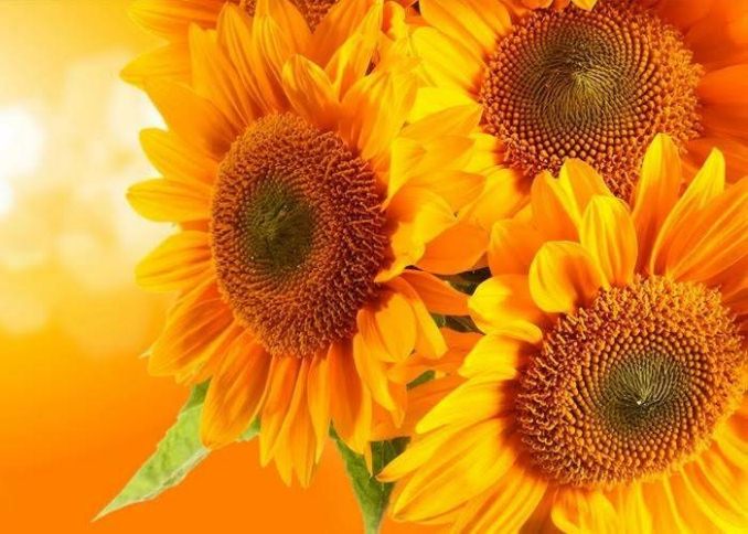 народные приметы связанные с растениями