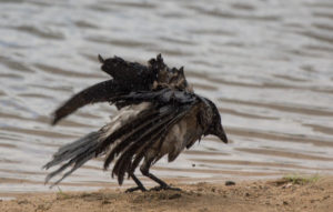 Народные приметы по птицам