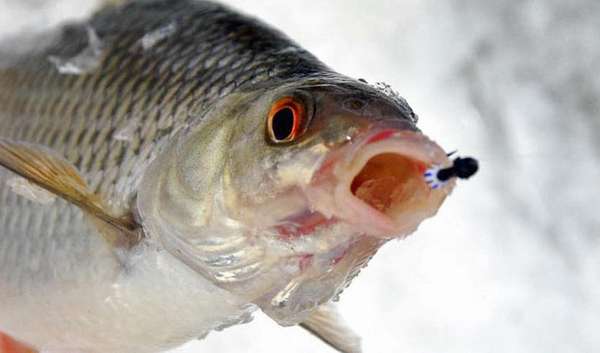 Плотва на мормышку