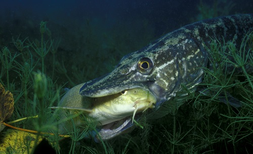 щука и рыба