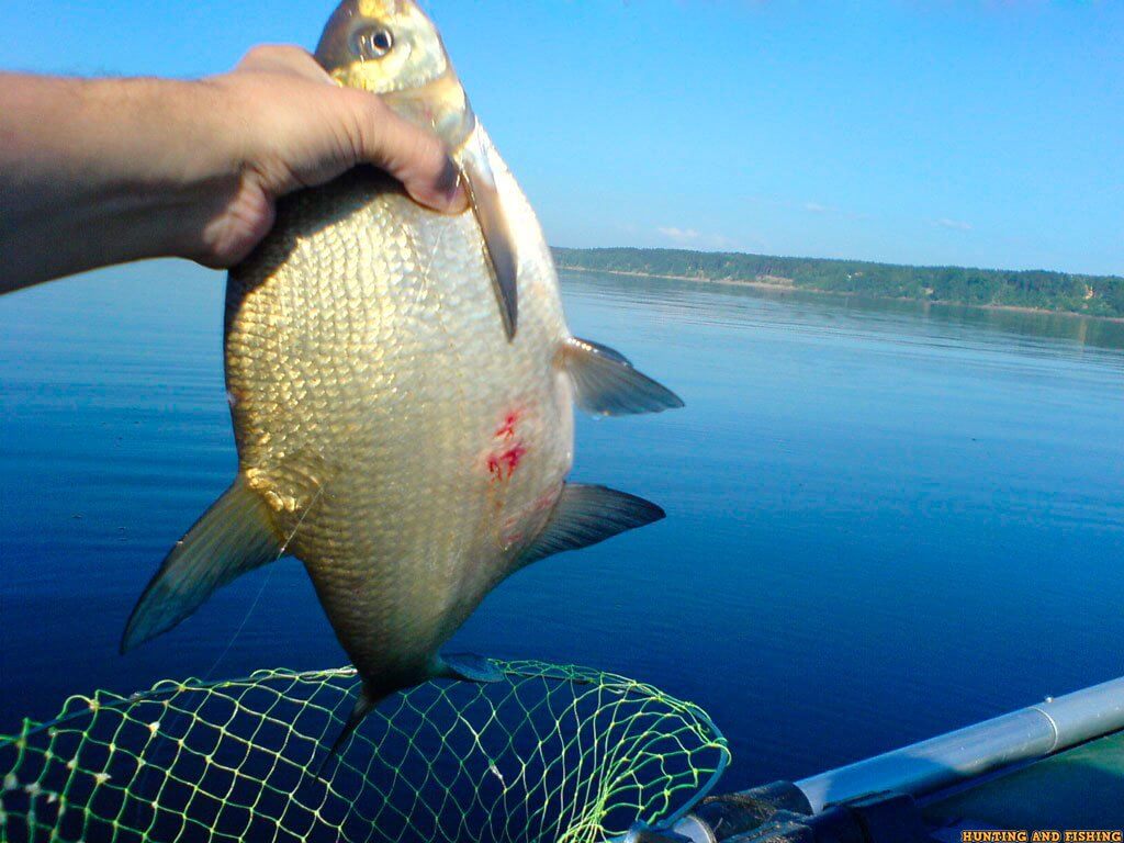 погода для ловли леща