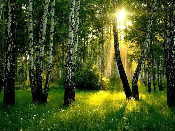 Народные приметы о погоде на Троицу