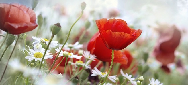 праздник маковей приметы