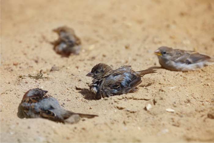 воробьи в пыли