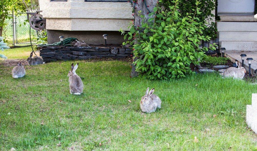 зайцы у дома