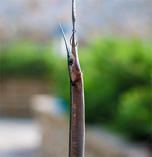 Рыба сарган черноморский: характеристика, поведение, способы ловли