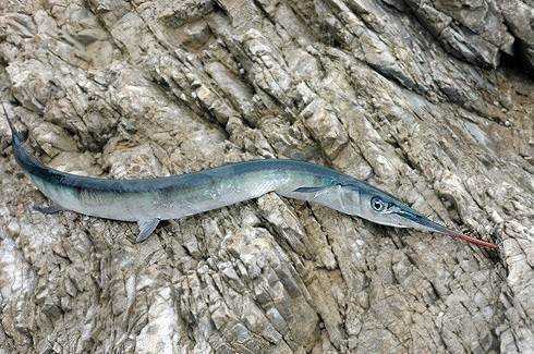 Рыба сарган черноморский: характеристика, поведение, способы ловли