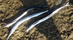 Рыба сарган черноморский: характеристика, поведение, способы ловли