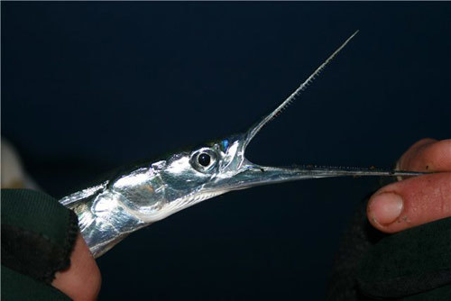 Рыба сарган черноморский: характеристика, поведение, способы ловли