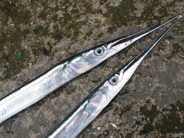 Рыба сарган черноморский: характеристика, поведение, способы ловли