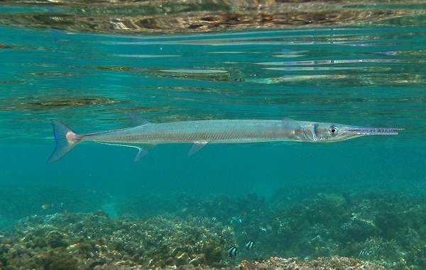 Рыба сарган черноморский: характеристика, поведение, способы ловли