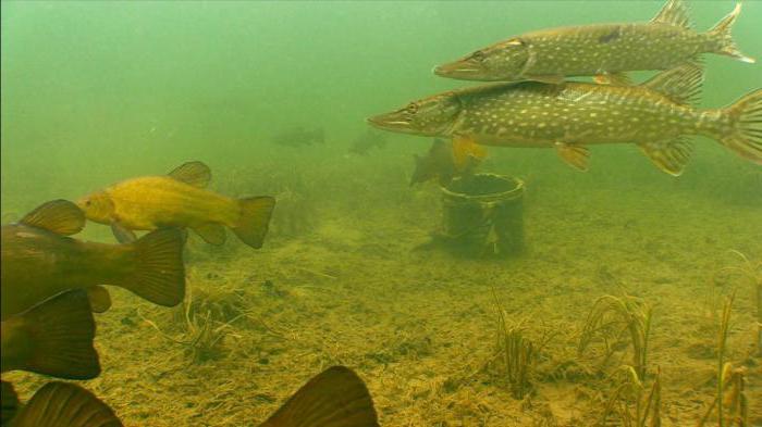 рыбалка в балаково на иргизе