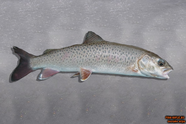 Ленок на реке Ингода. Первый трофей