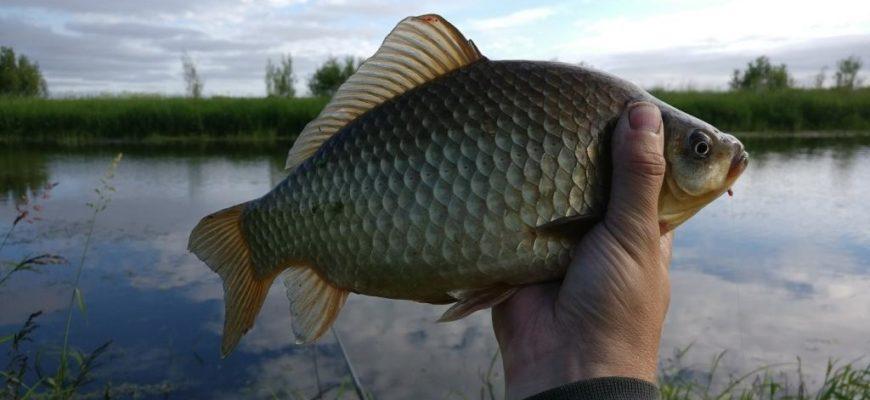 Рыбалка на карася