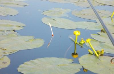 Поплавок для поимки рыбы